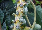 Brassica oleracea var. gemmifera