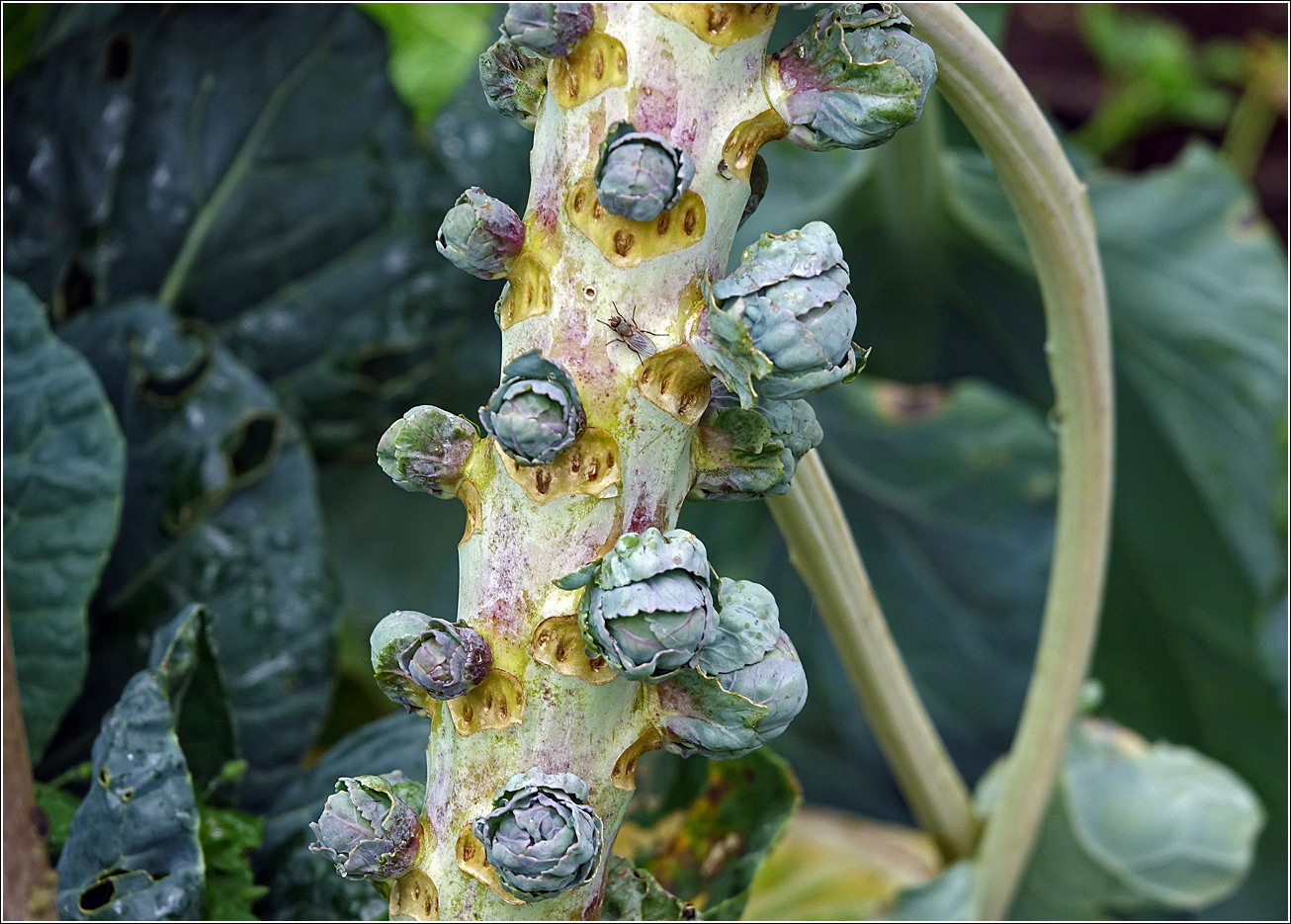 Изображение особи Brassica oleracea var. gemmifera.