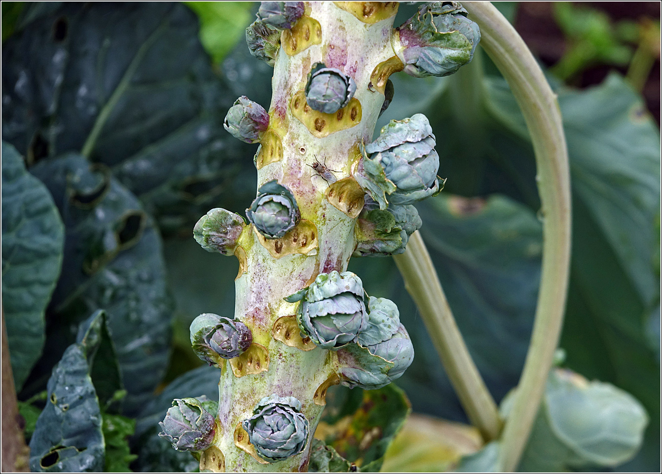 Image of Brassica oleracea var. gemmifera specimen.