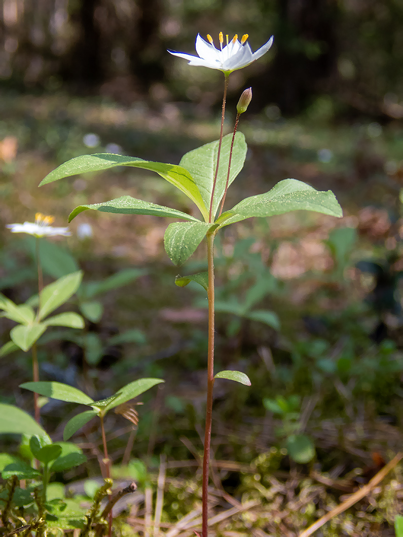 Изображение особи Trientalis europaea.