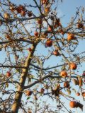 Смотреть изображение Malus domestica