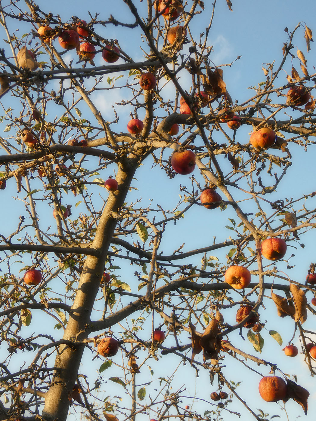 Изображение особи Malus domestica.