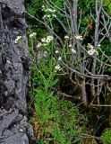 Erigeron annuus