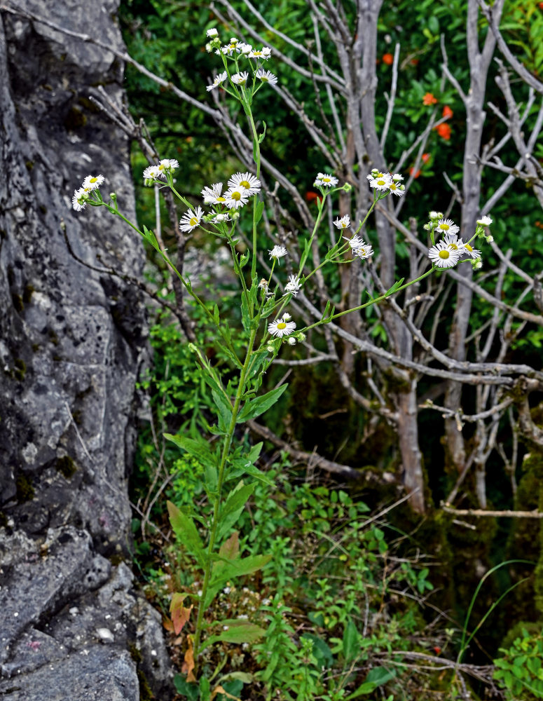 Image of Erigeron annuus specimen.