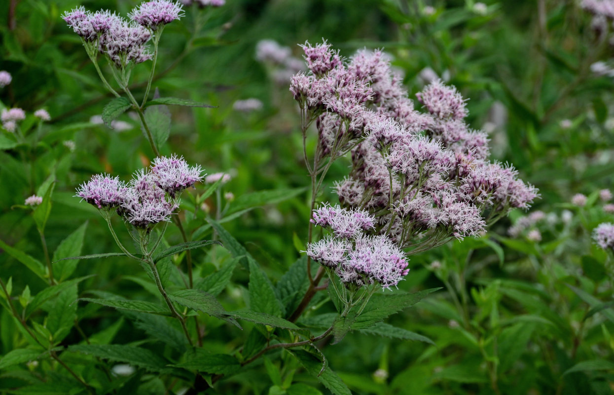 Изображение особи Eupatorium glehnii.