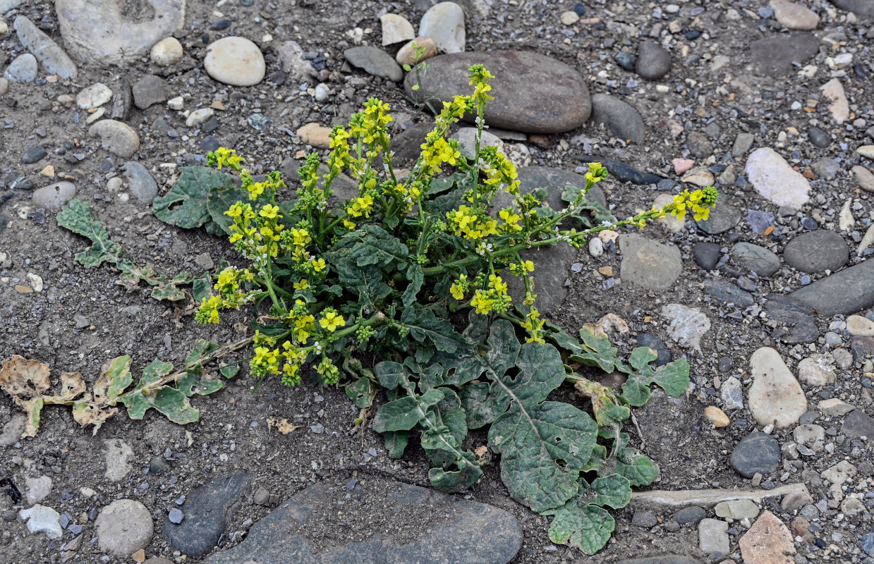 Изображение особи Rapistrum rugosum.