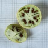 Citrullus colocynthis. Части разрезанного зрелого плода (размер клетки - 5 мм). Происхожение - Египет, восточный Матрух, конец декабря 2023 г; 13.01.2024.