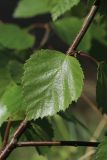 Betula pubescens