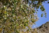 genus Populus. Верхушки ветвей с листьями в осенней окраске. Марокко, обл. Марракеш - Сафи, хр. Высокий Атлас, перевал Тизи-н'Тишка, ≈ 2000 м н.у.м., у дороги. 01.01.2023.