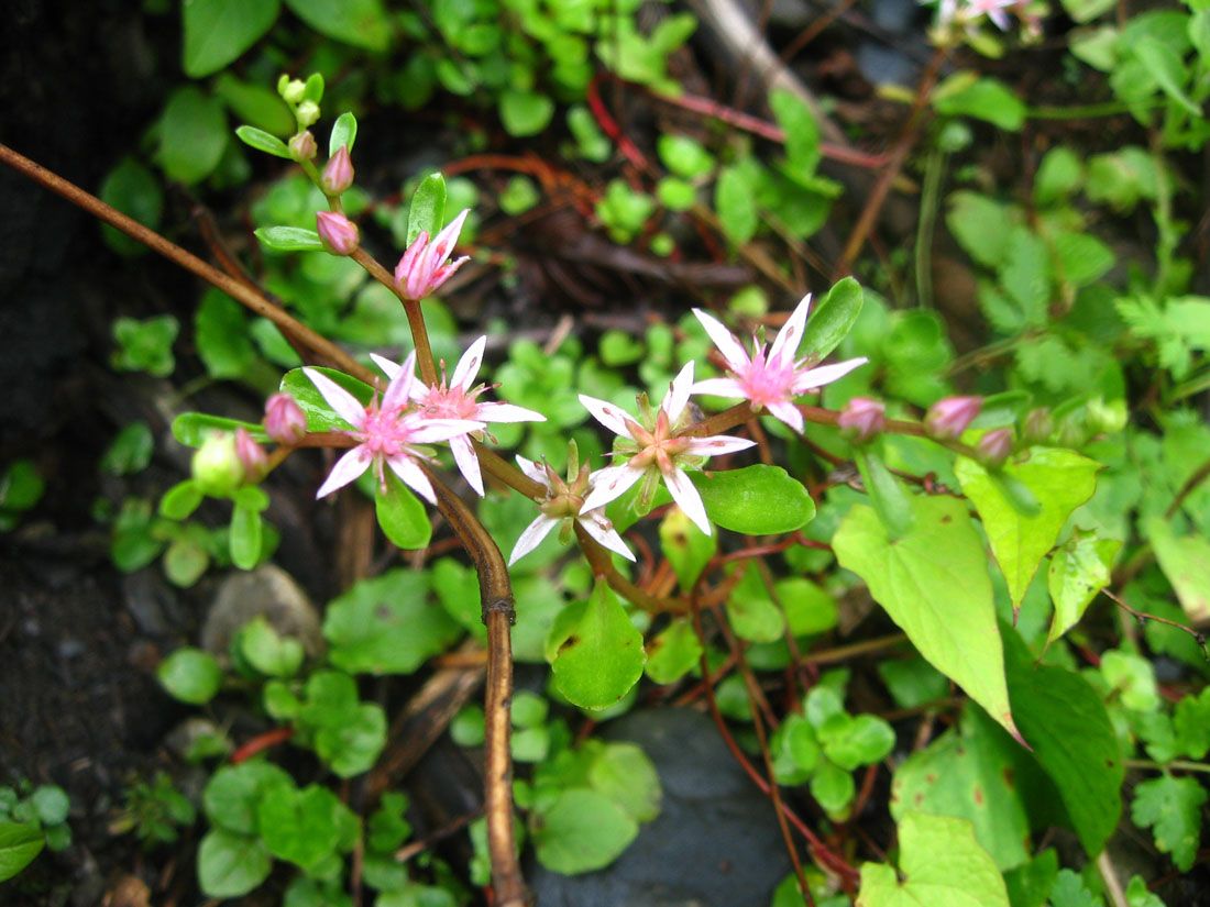 Image of Sedum stoloniferum specimen.