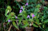 Galeopsis ladanum
