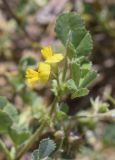 Medicago littoralis. Соцветие и верхушки листьев. Испания, автономное сообщество Каталония, провинция Жирона, комарка Баш Эмпорда, муниципалитет Паламос, формирующаяся дюна. 18.04.2024.