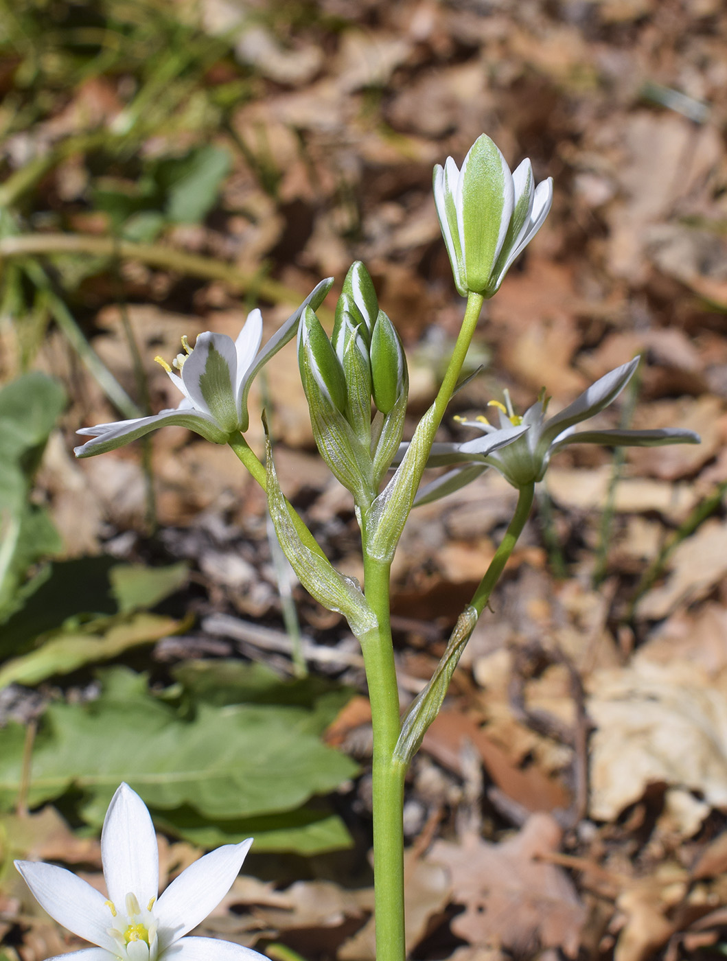 Изображение особи род Ornithogalum.