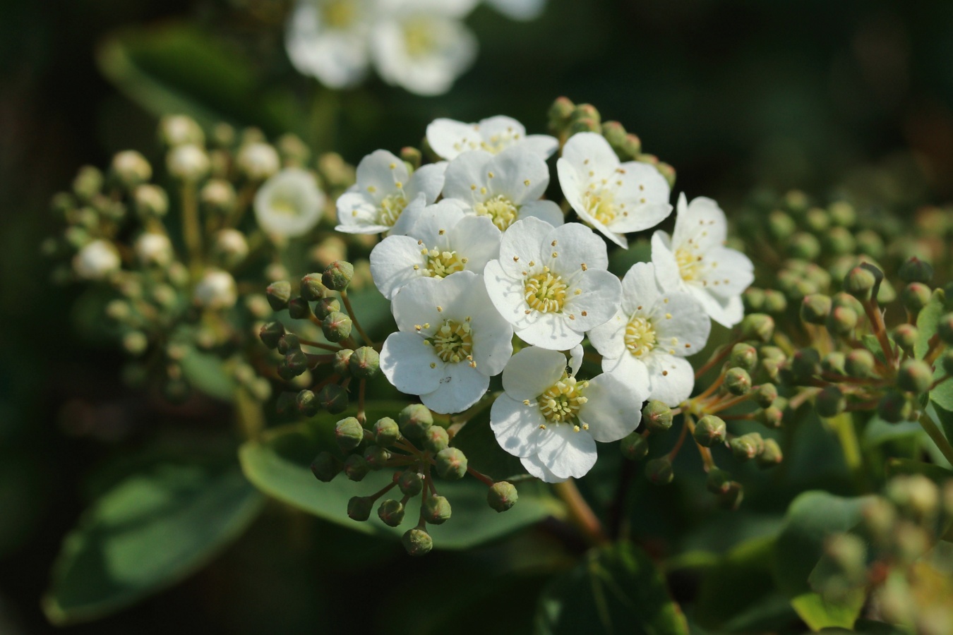 Image of genus Spiraea specimen.