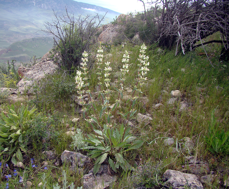Image of Phlomoides ajdarovae specimen.