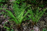 Dryopteris filix-mas. Вегетирующие растения с развивающимися вайями. Брянская обл., г. Брянск, долина р. Десна, широколиственный лес. 02.05.2024.