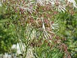 Thalictrum contortum