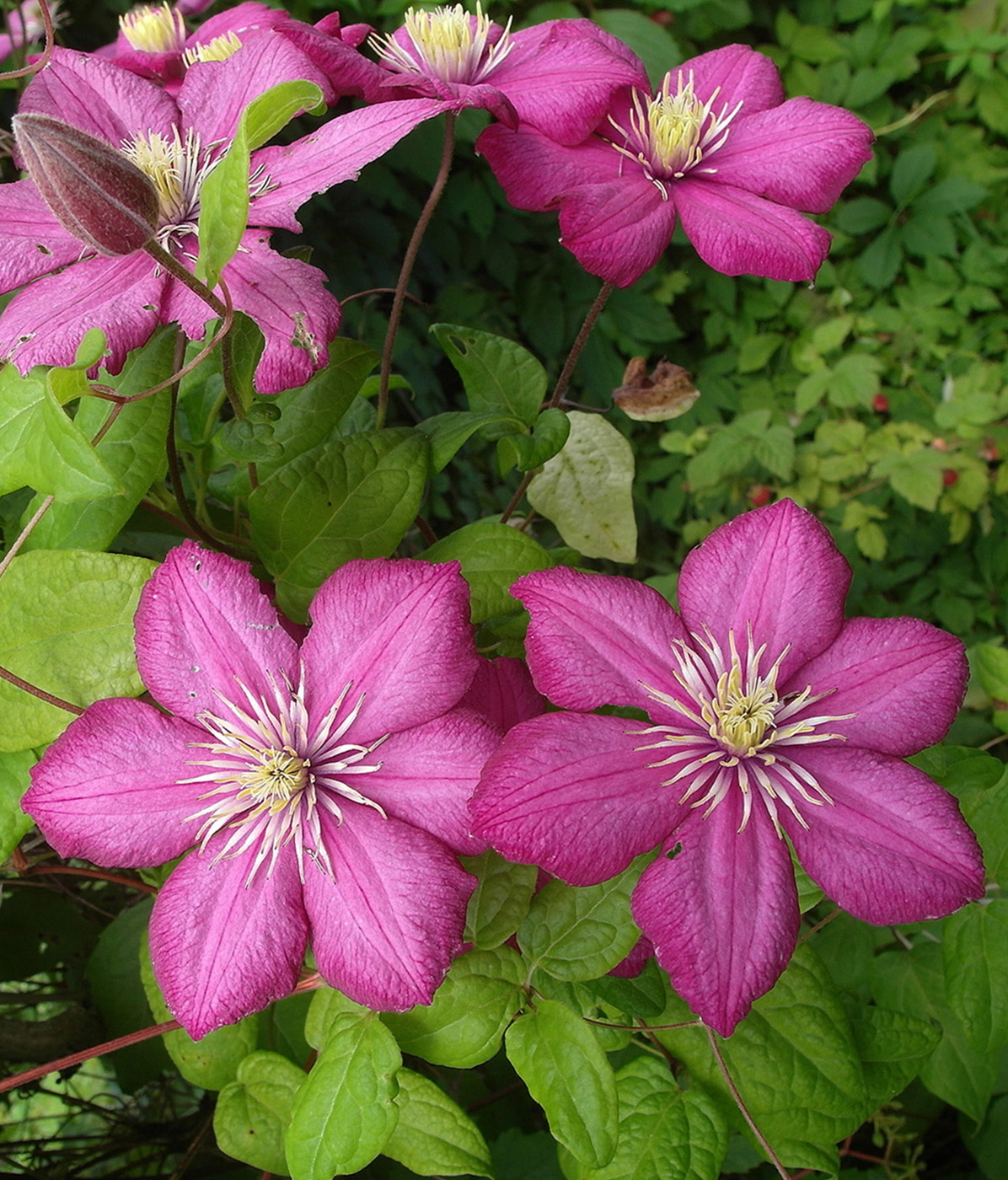 Image of Clematis × jackmanii specimen.