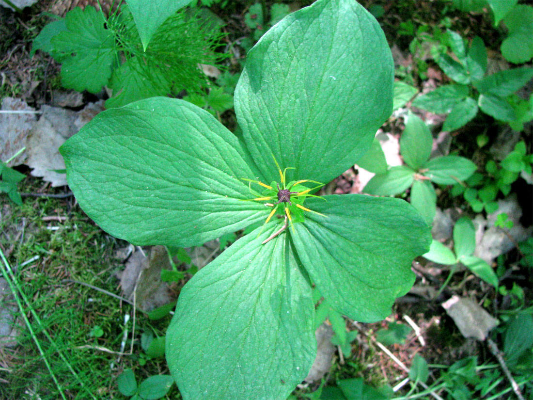 Image of Paris quadrifolia specimen.