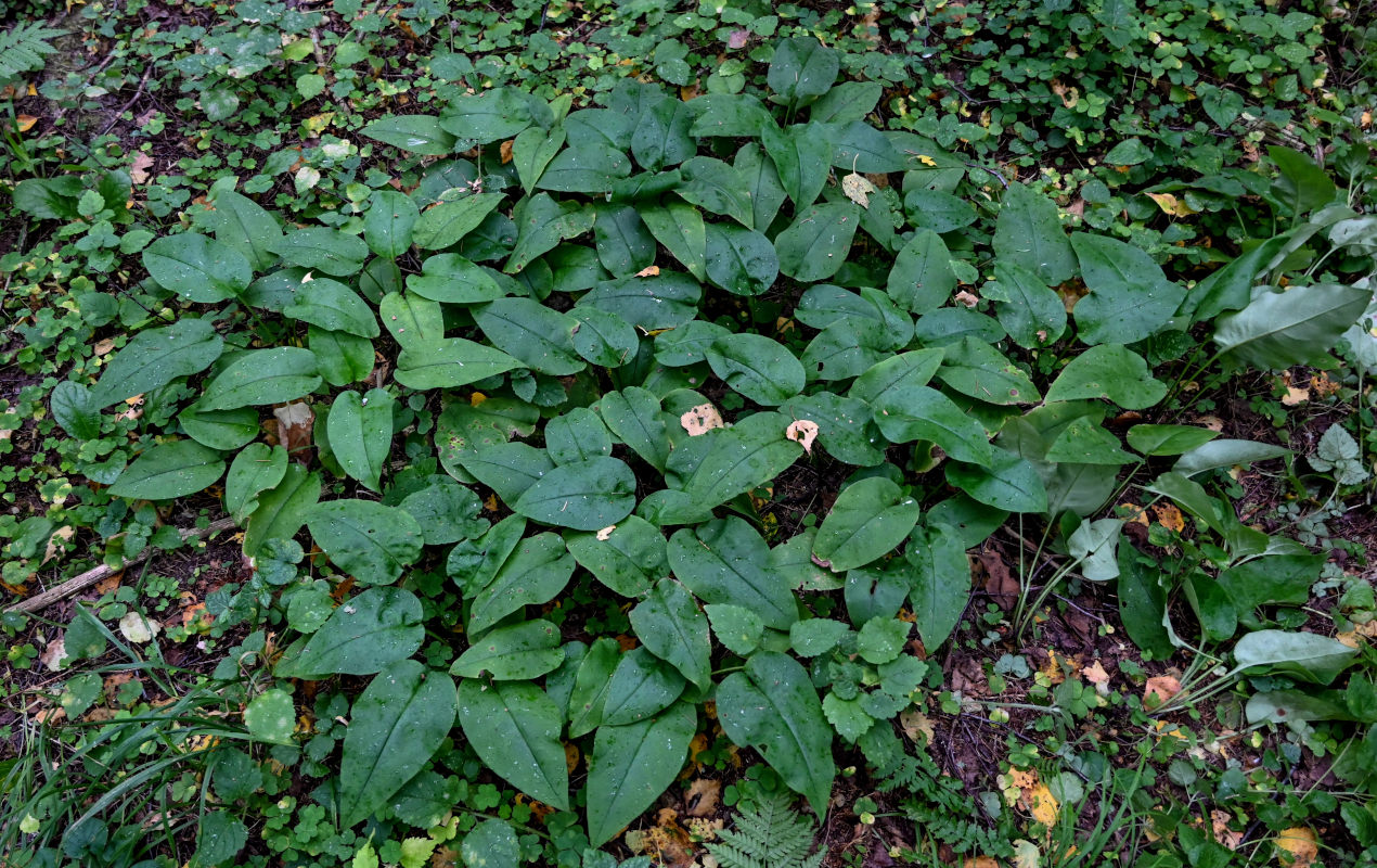 Изображение особи Pulmonaria obscura.