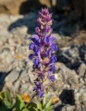 Salvia tesquicola