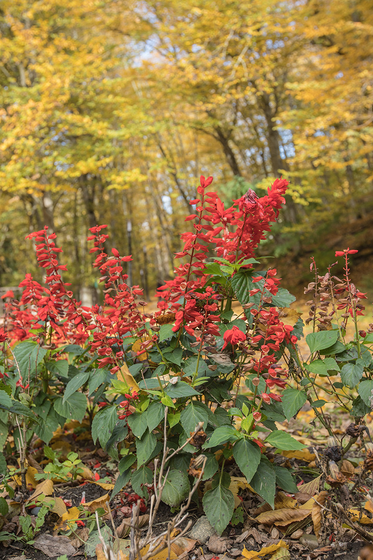 Image of Salvia splendens specimen.