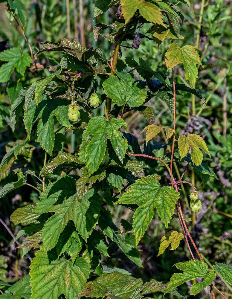 Image of Humulus lupulus specimen.