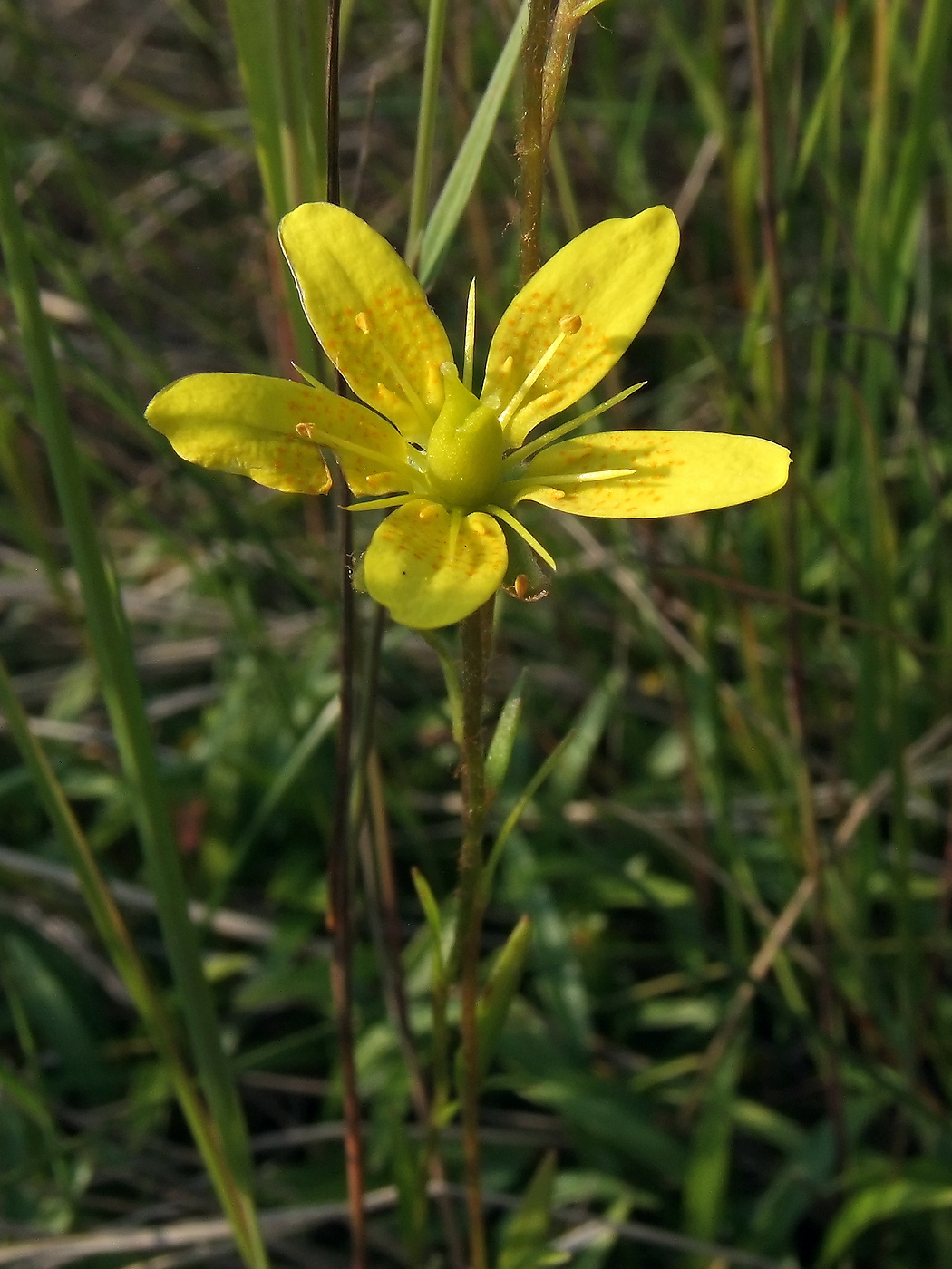 Изображение особи Saxifraga hirculus.