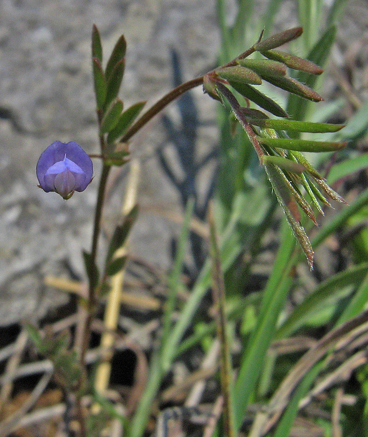 Image of Lens ervoides specimen.