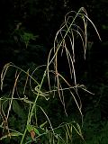 Arabis pendula