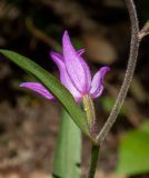 Cephalanthera rubra