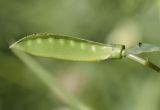 Image of taxon representative. Author is Светлана Коурова