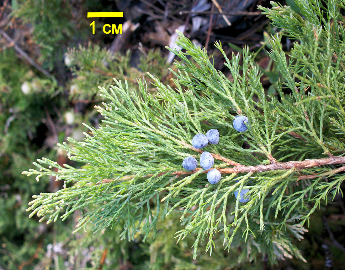 Изображение особи Juniperus davurica.