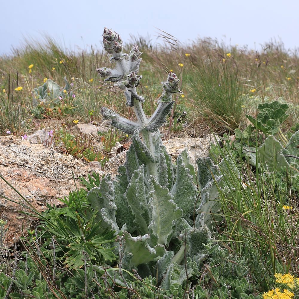 Изображение особи Salvia aethiopis.