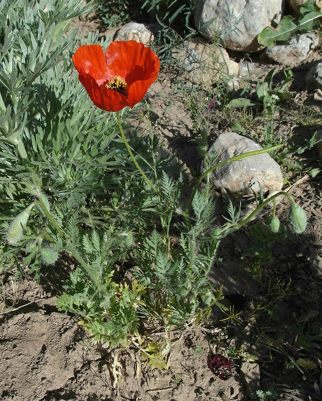 Image of Roemeria refracta specimen.