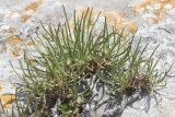 View full-size image Gypsophila pallasii