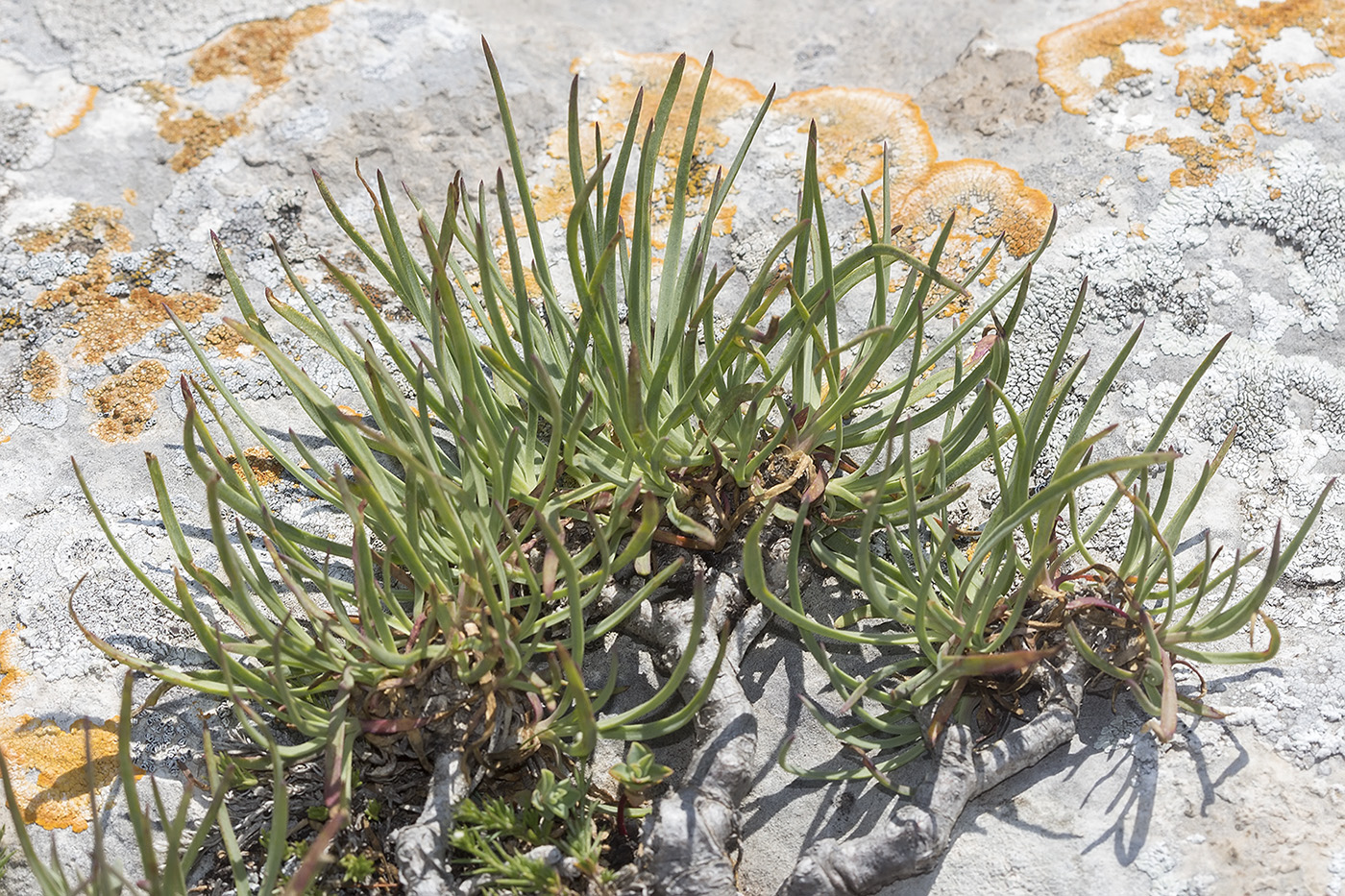 Изображение особи Gypsophila pallasii.