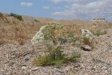 Astrodaucus littoralis