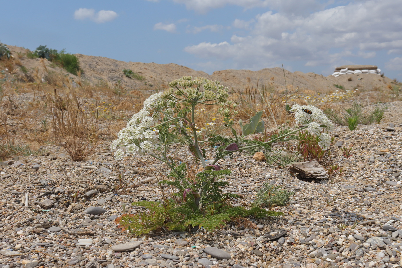 Image of Astrodaucus littoralis specimen.