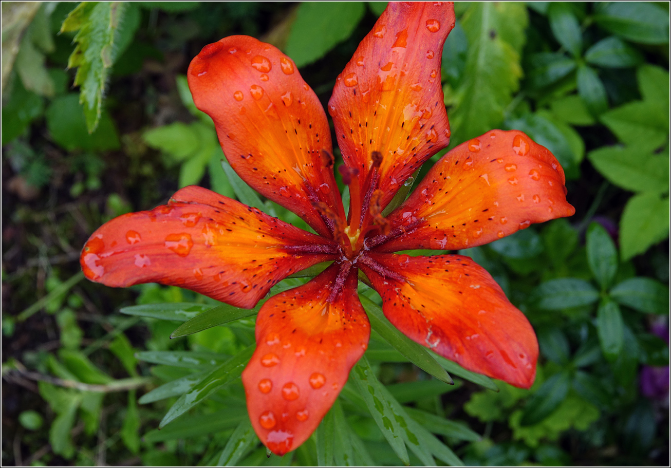Image of Lilium pensylvanicum specimen.