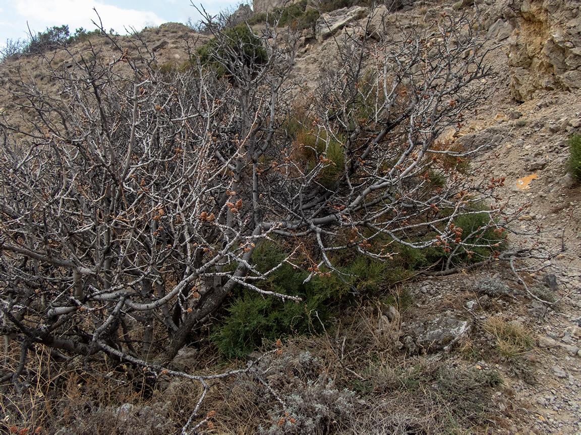Image of Pistacia mutica specimen.