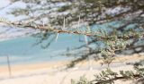 Vachellia tortilis. Побег; помимо коротких загнутых шипов видны характерные для вида довольно многочисленные длинные шипы. Израиль, юго-западное побережье Мёртвого моря, нижняя часть горного склона. 21.02.2011.