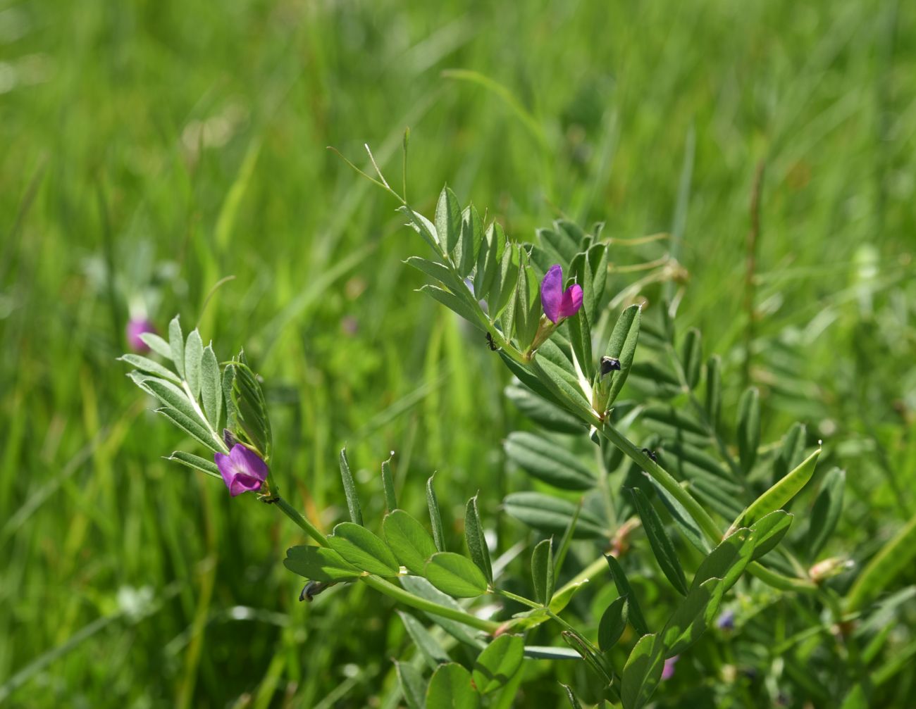 Изображение особи Vicia angustifolia.