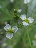 Alisma orientale. Цветки и бутоны. Хабаровский край, окр. г. Комсомольск-на-Амуре, кювет вдоль грунтовой дороги. 25.07.2025.