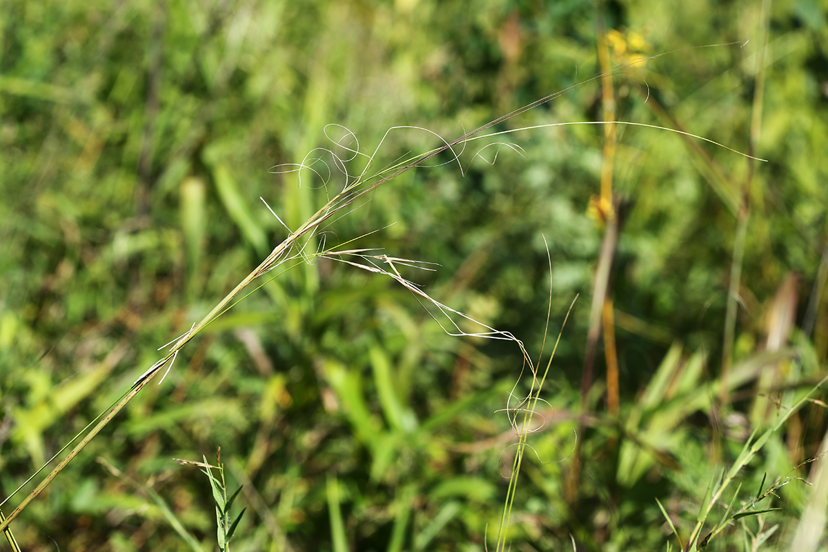Изображение особи Stipa baicalensis.