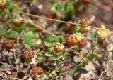 Trifolium campestre. Верхушки побегов с соцветиями. Турция, пров. Мугла, р-н Даламан, округ Капукаргын, п-ов Капыдаг, бухта Явансу (Yavansu Koyu), каменистый склон в разреженном сосновом лесу. 05.05.2025.