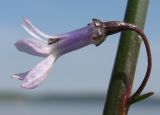 Lobelia dortmanna