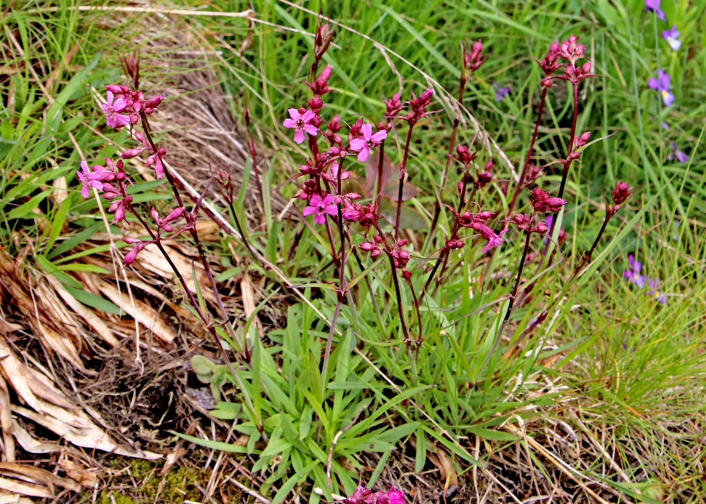 Изображение особи Viscaria alpina.