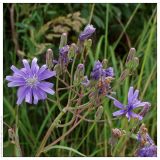 Lactuca sibirica