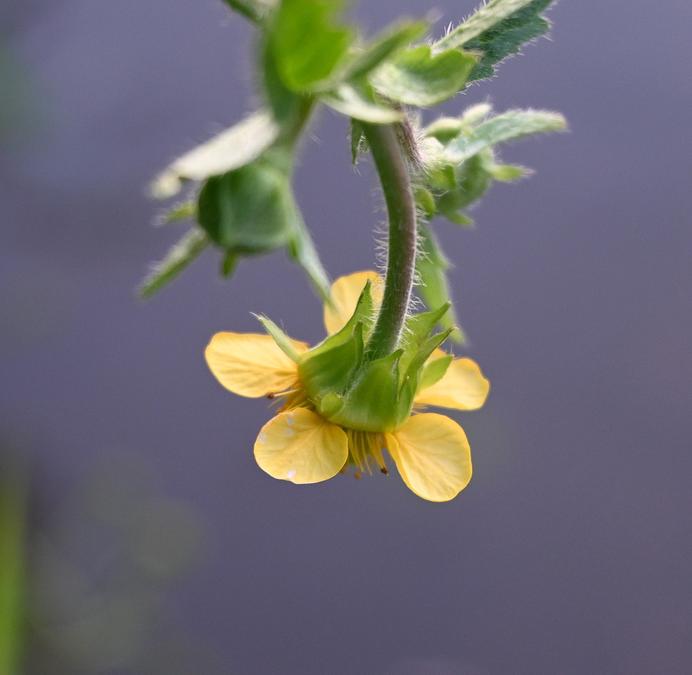 Image of genus Geum specimen.